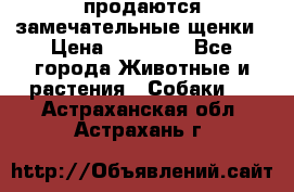 продаются замечательные щенки › Цена ­ 10 000 - Все города Животные и растения » Собаки   . Астраханская обл.,Астрахань г.